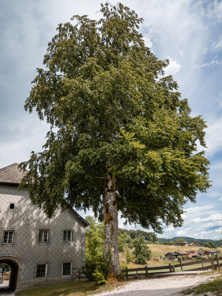 Matija web (148 von 206)